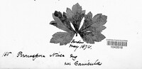 Peronospora nivea image